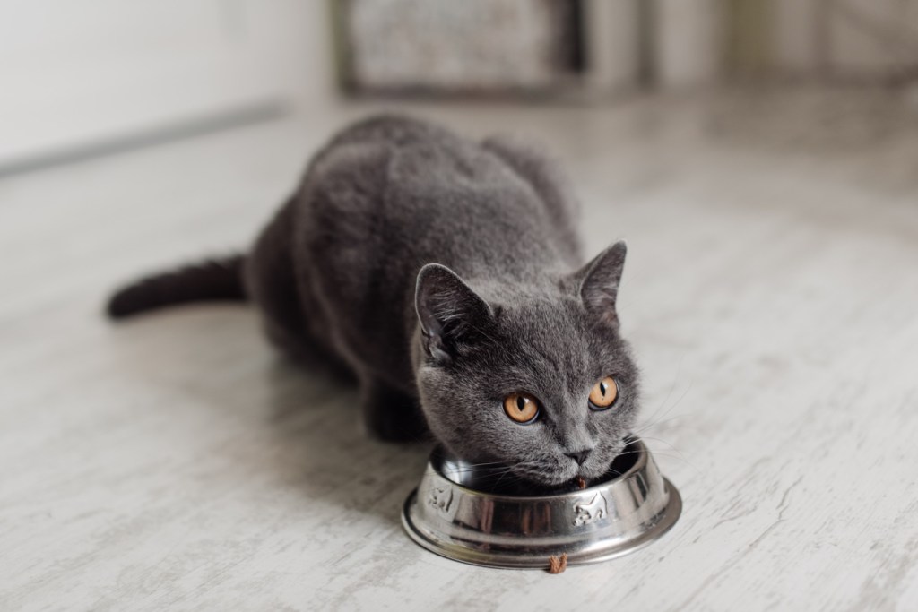 Black car eating from bowl