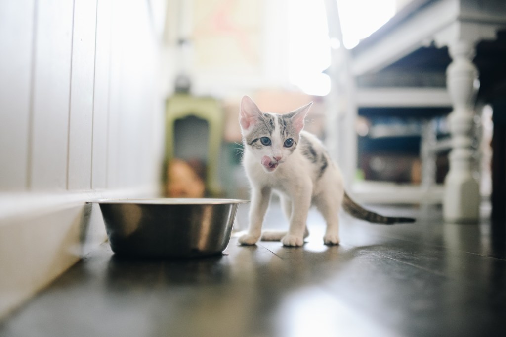 Kitten in kitchen eating