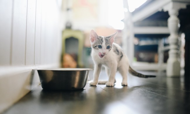 Kitten in kitchen eating