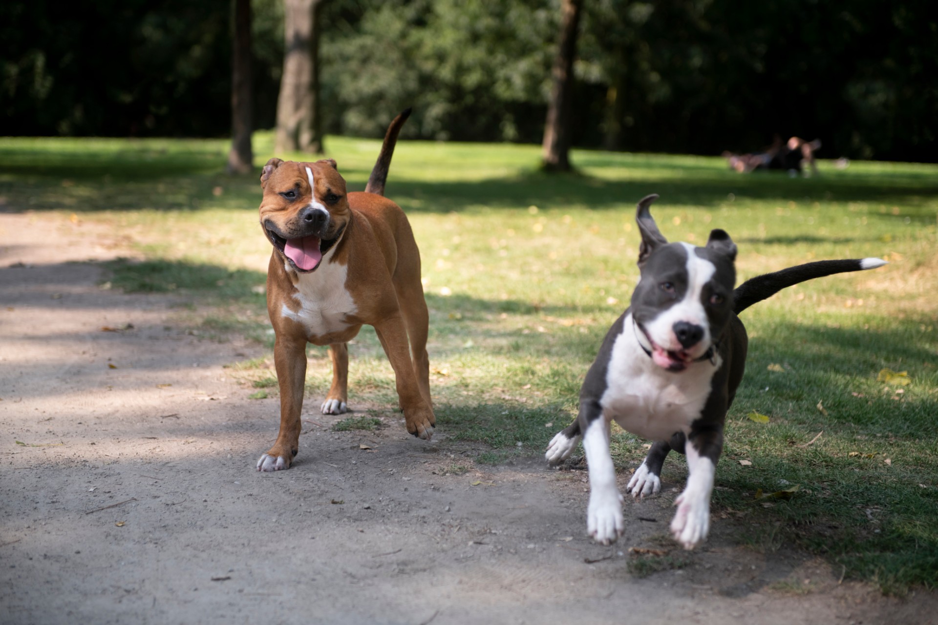 Two dogs running in a park