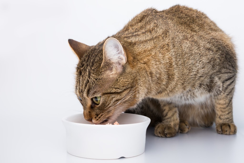 Calico cat eating from white bowl