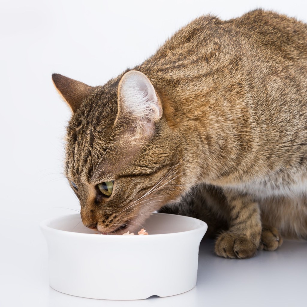Calico cat eating from white bowl