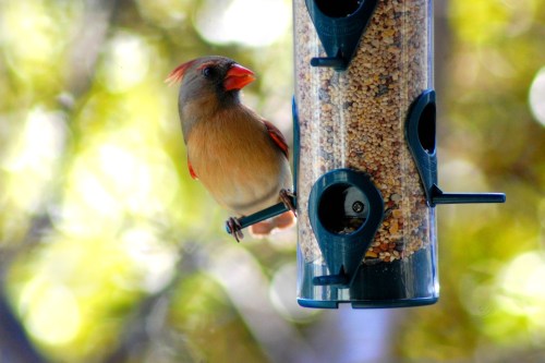 Bird on full bird feeder