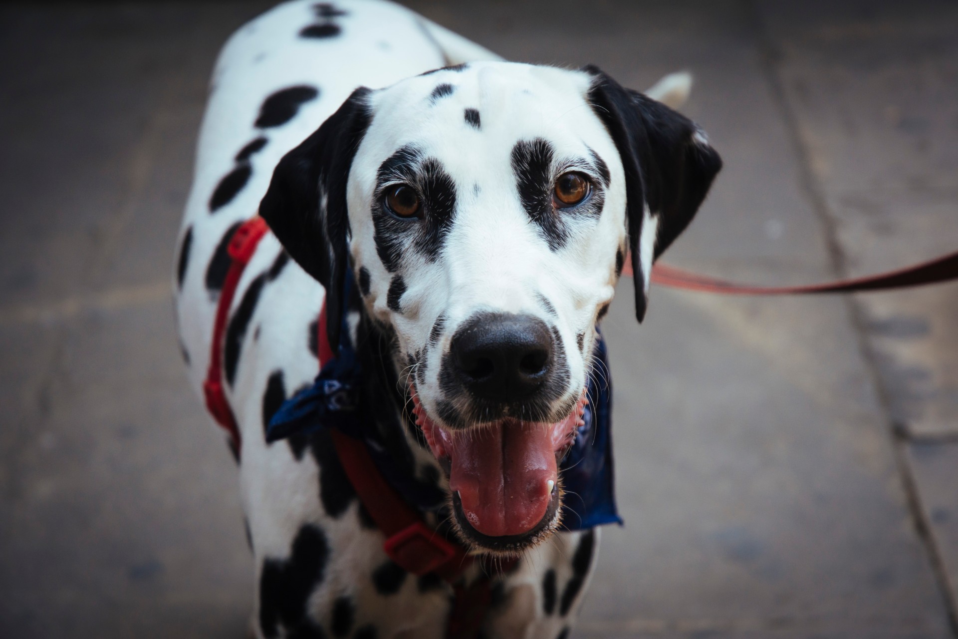 Dalmatian with leash