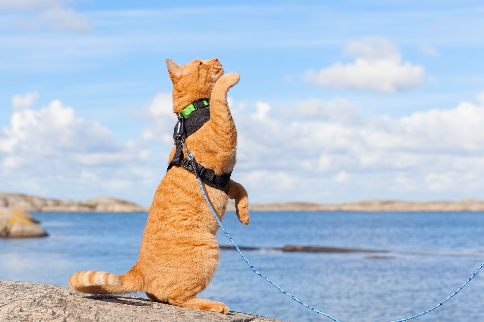 how to measure cat for harness