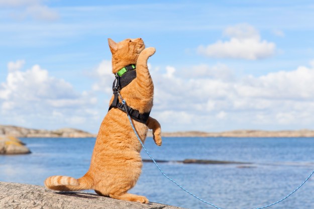 Orange cat in harness near water