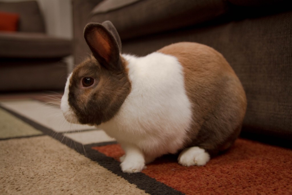 Multicolored rabbit on carpet