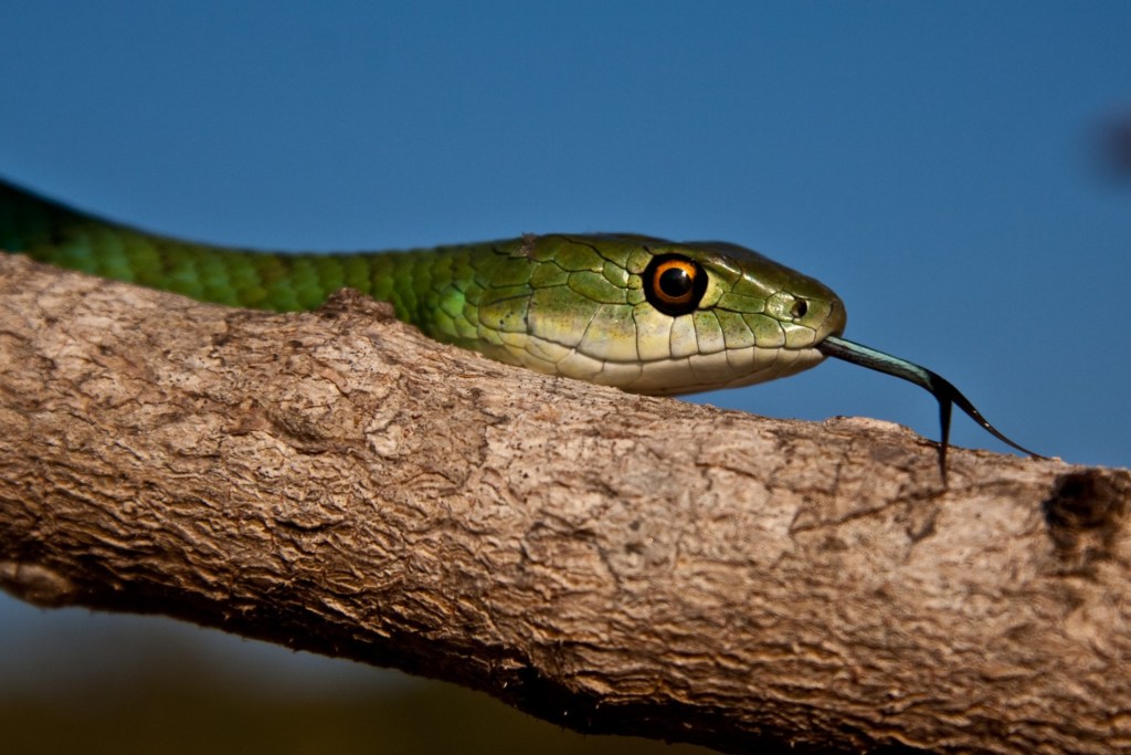 Žalia gyvatė ant šakos