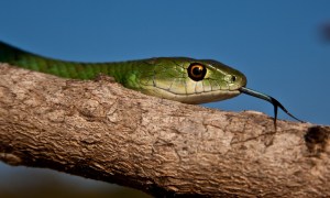 Green snake on branch