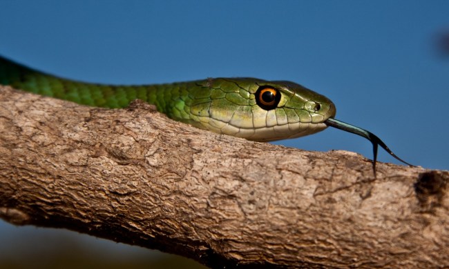 Green snake on branch