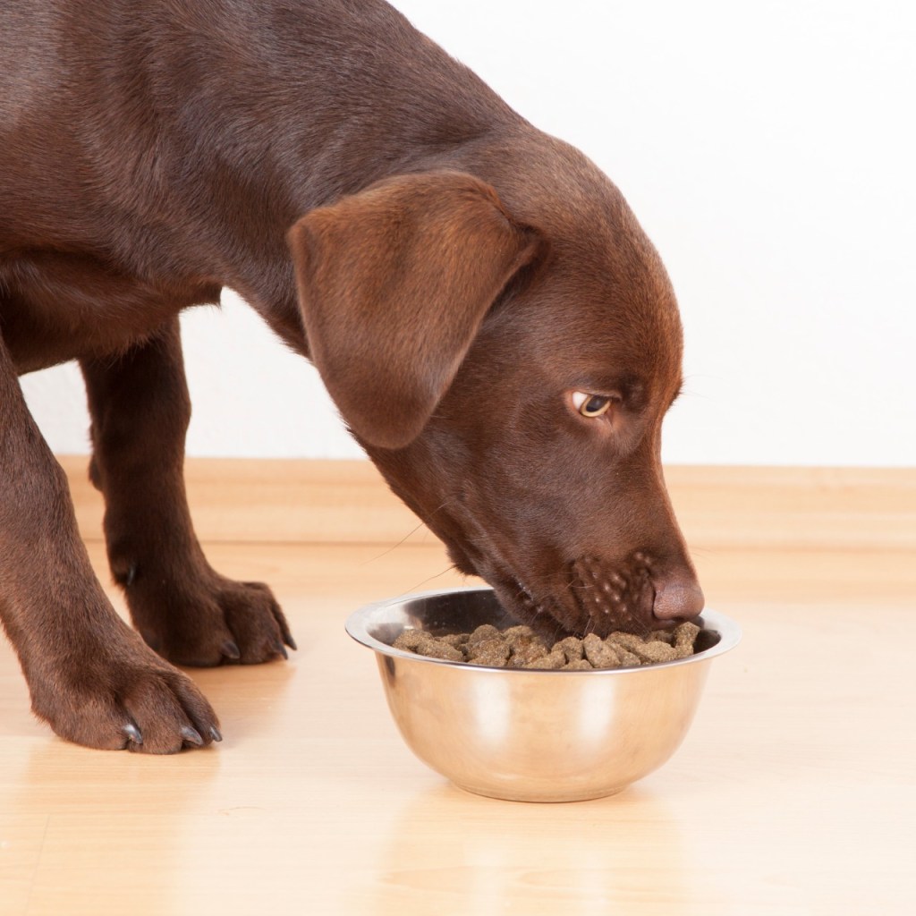 Brown dog eating out of metal bowl