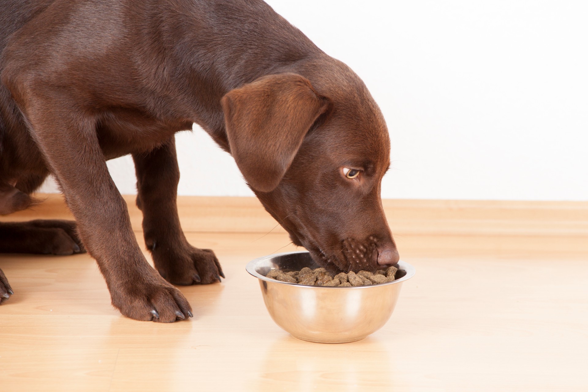 Brown dog eating out of metal bowl