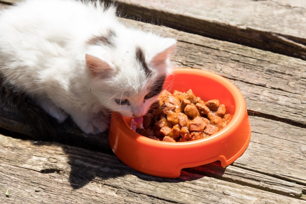 White cat eating from orange bowl