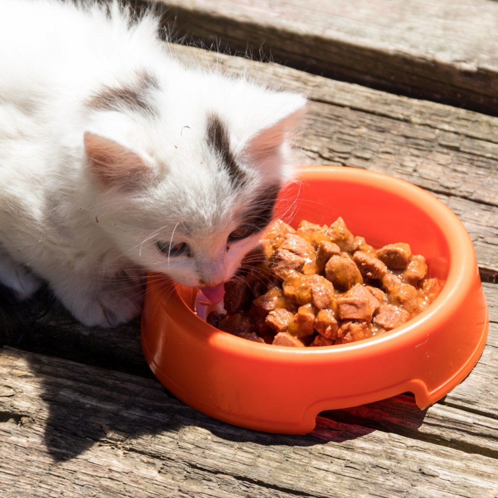 White cat eating from orange bowl
