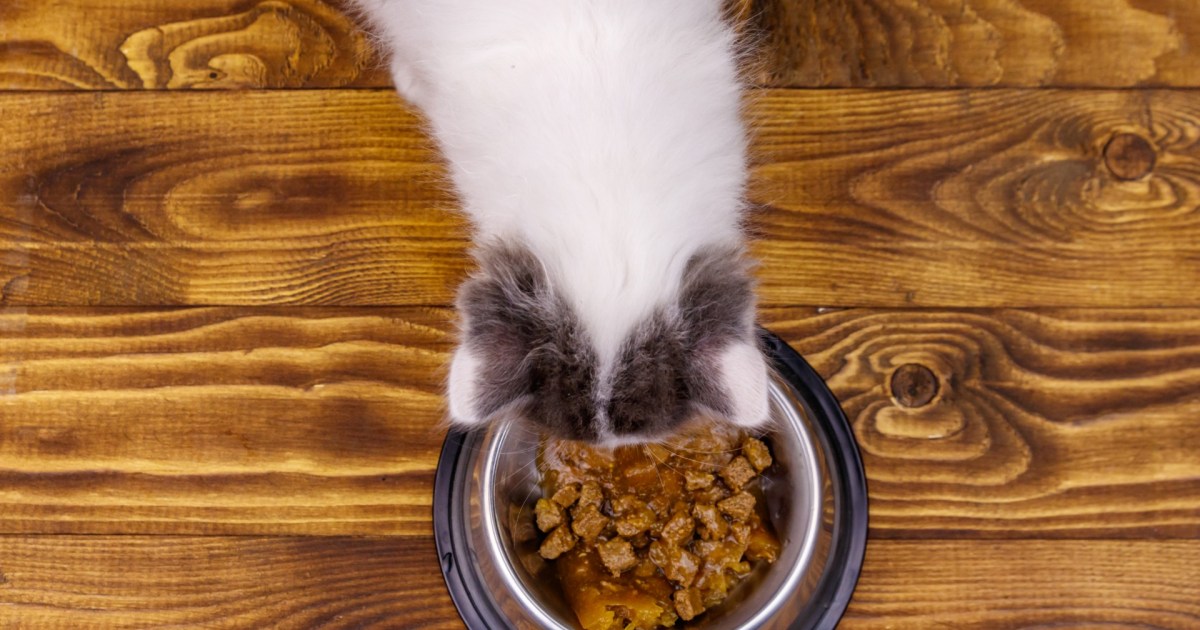 is-wet-cat-food-healthy-for-your-indoor-cat-pawtracks