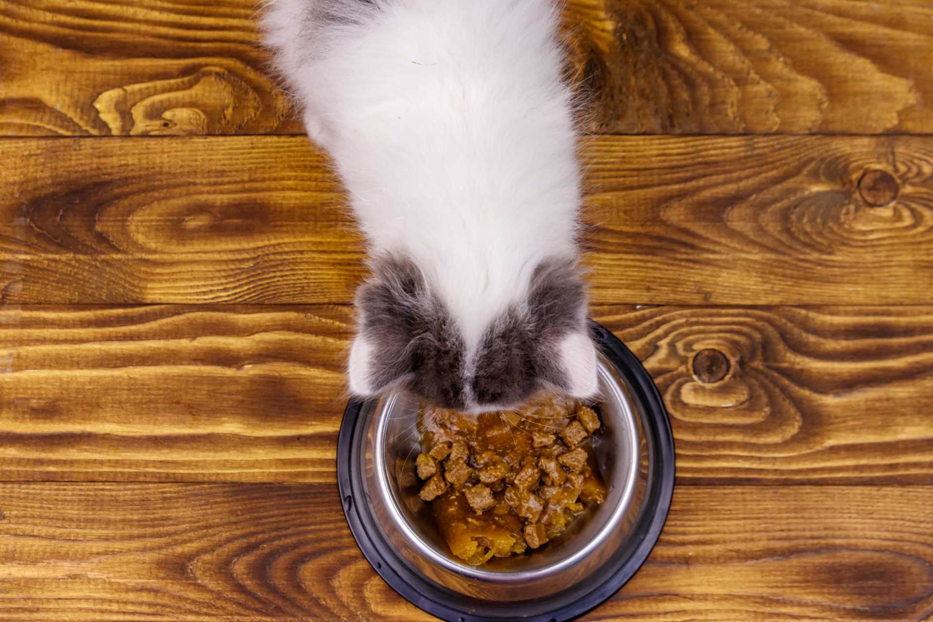 Cat eating from metal bowl on floor