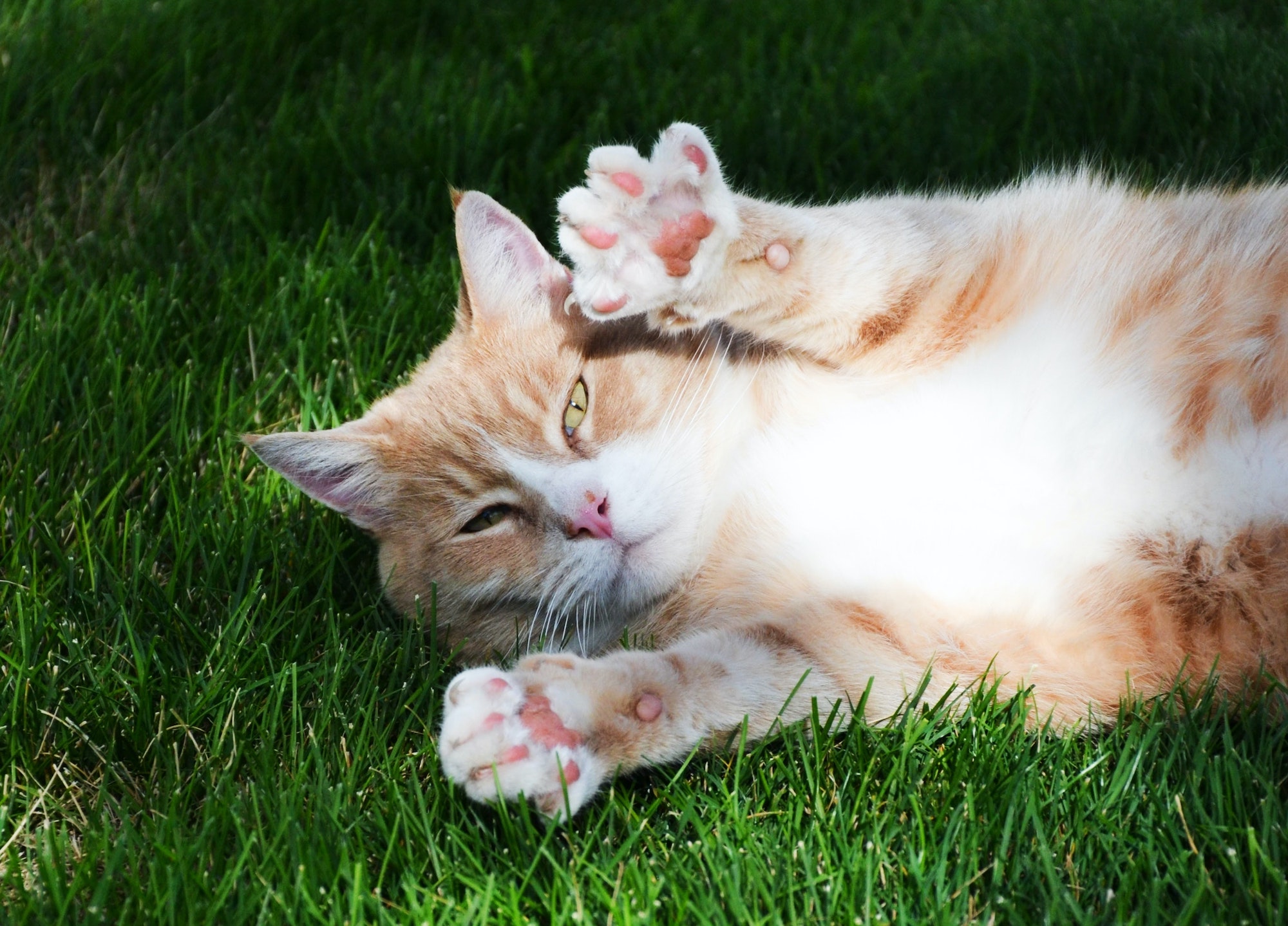 orange and white cat laying on grass looking at camera with paws up
