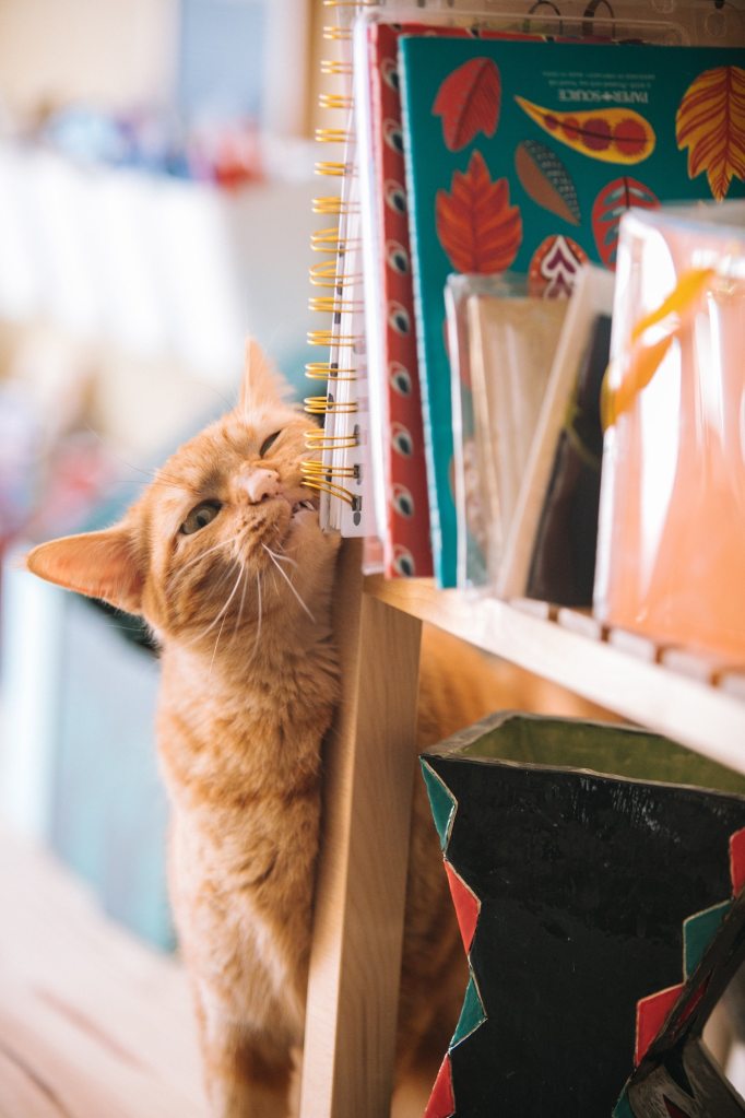 Orange cat rubbing against bookshelf to scratch itself