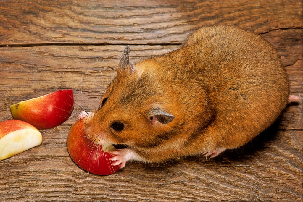 Hamster eating an apple