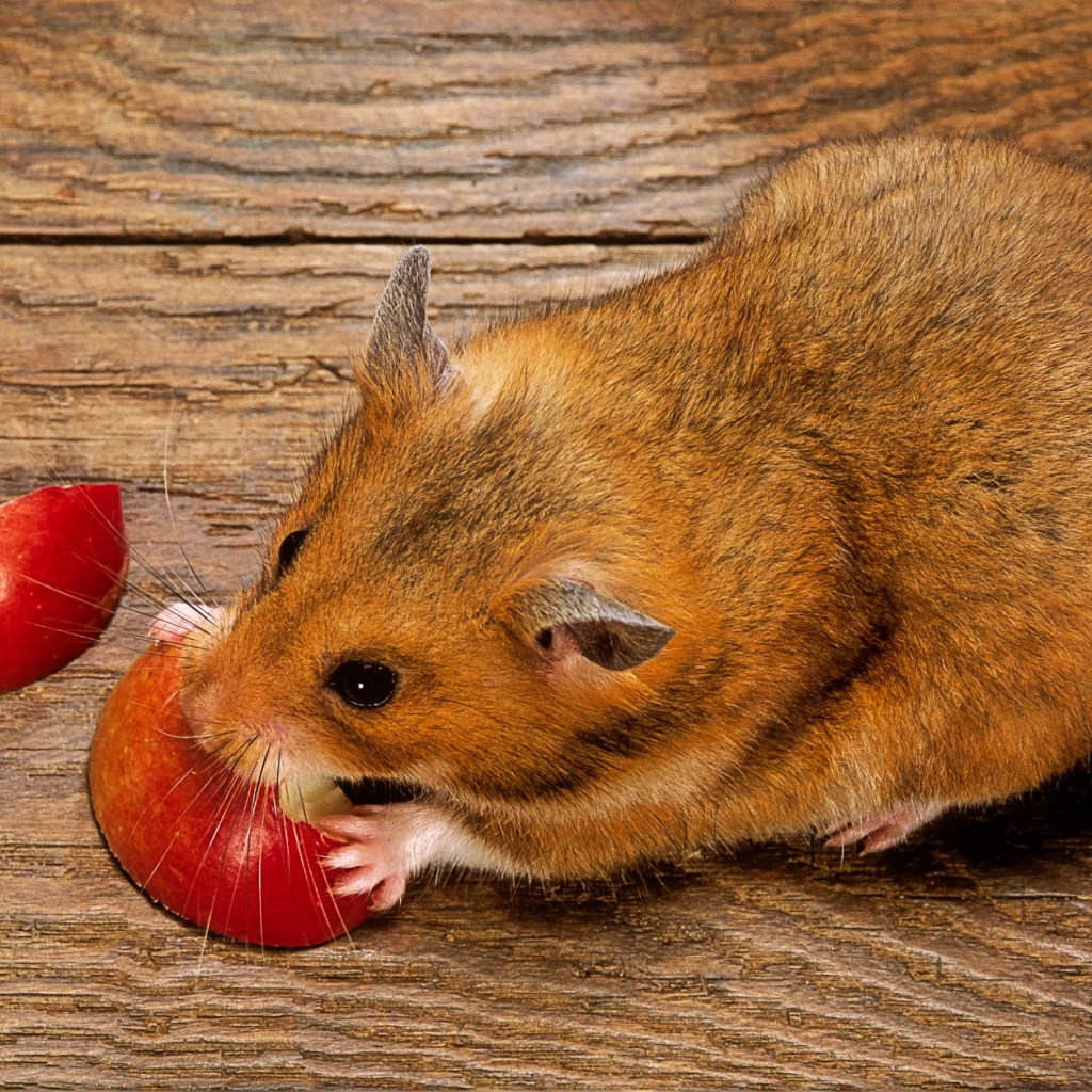 Hamster eating an apple