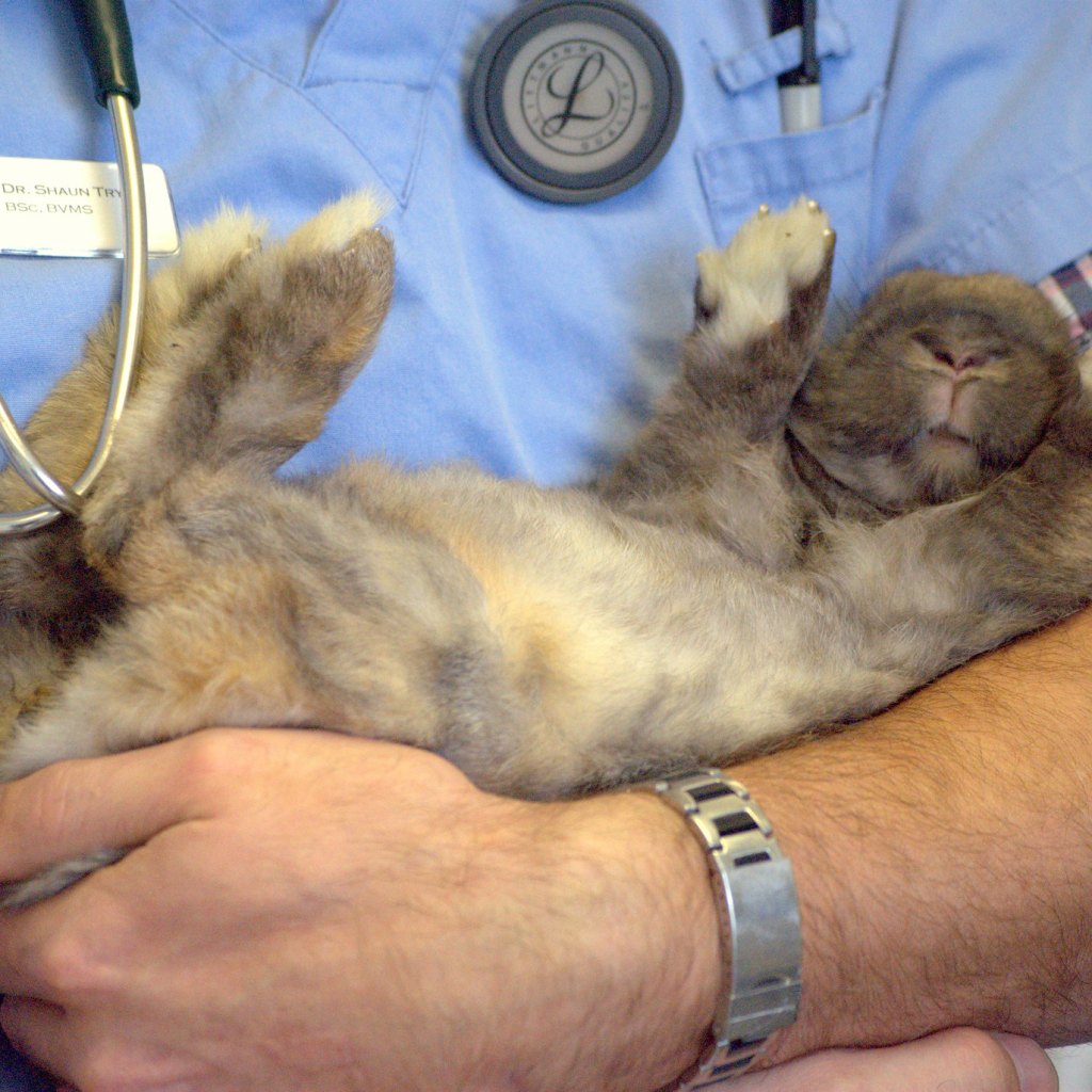 rabbit being held by veterinarian
