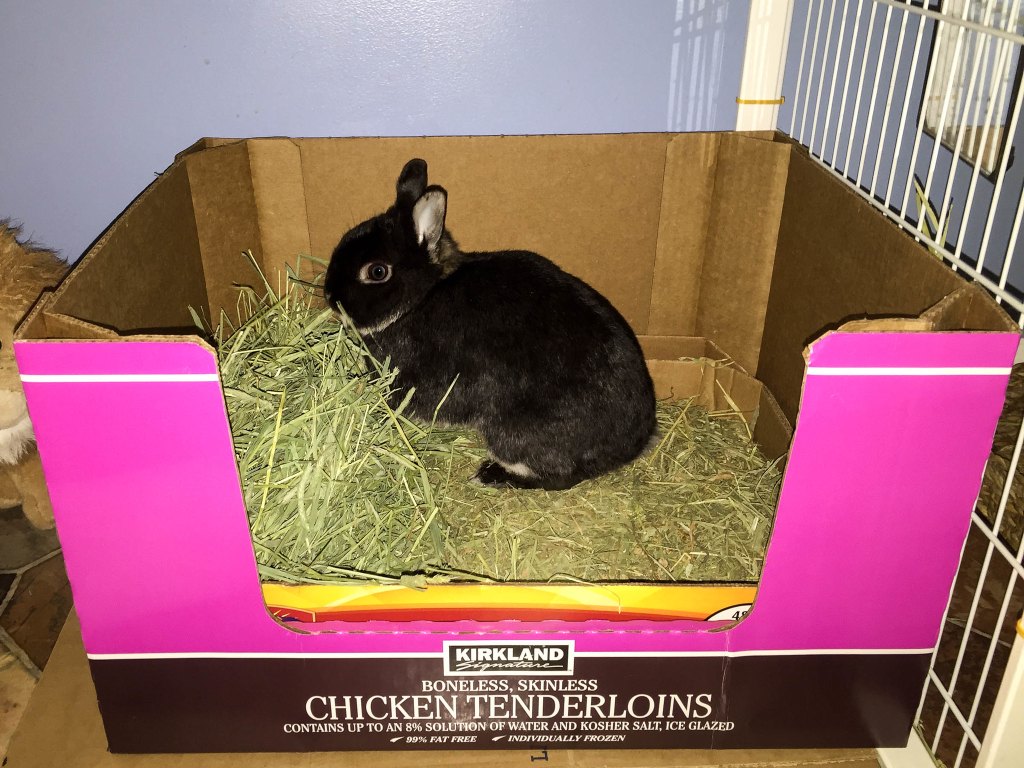 Pet rabbit in litter box with side cut out