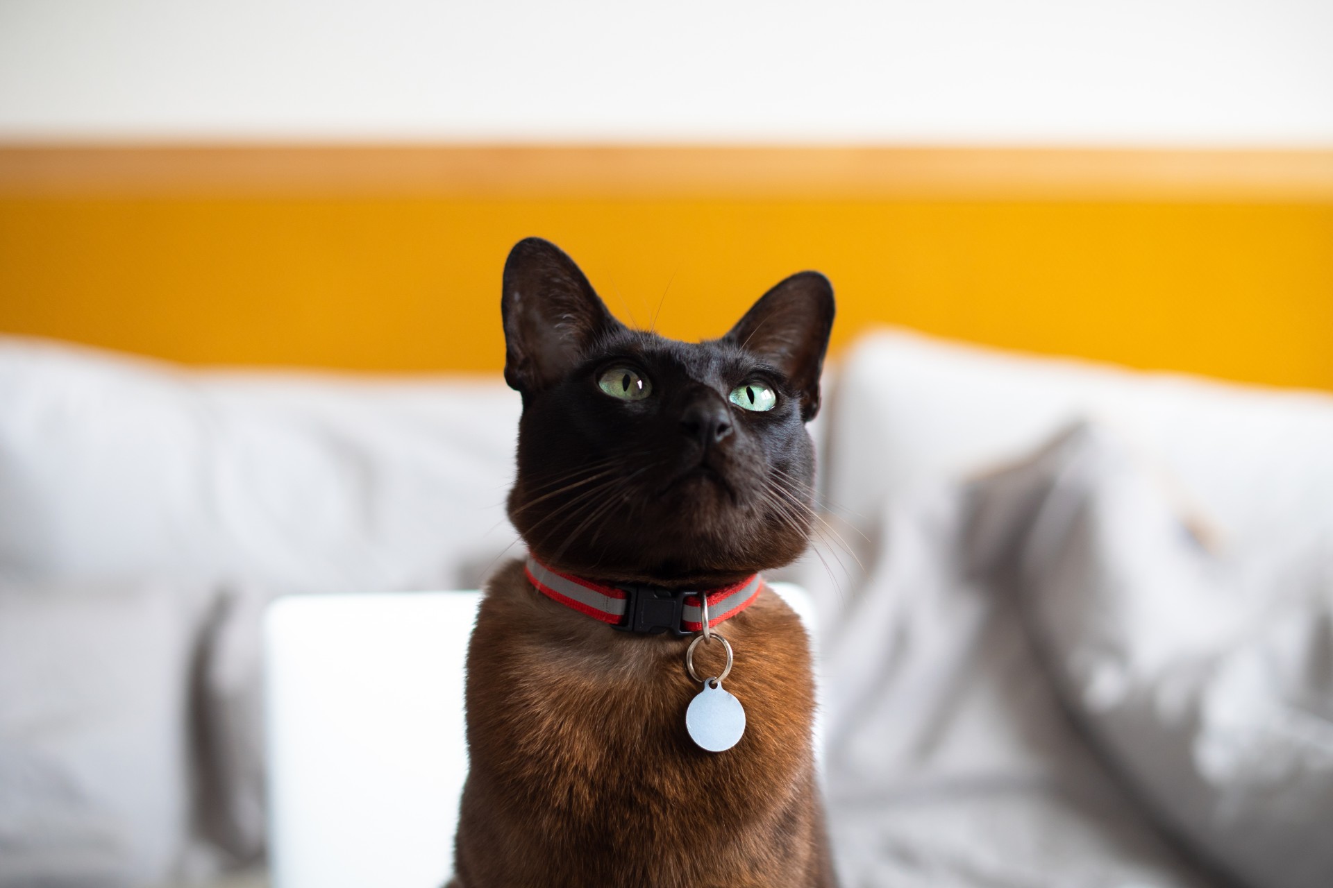 Black cat wearing collar and tag