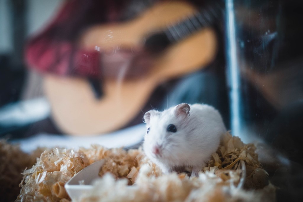 Hamster in a glass box