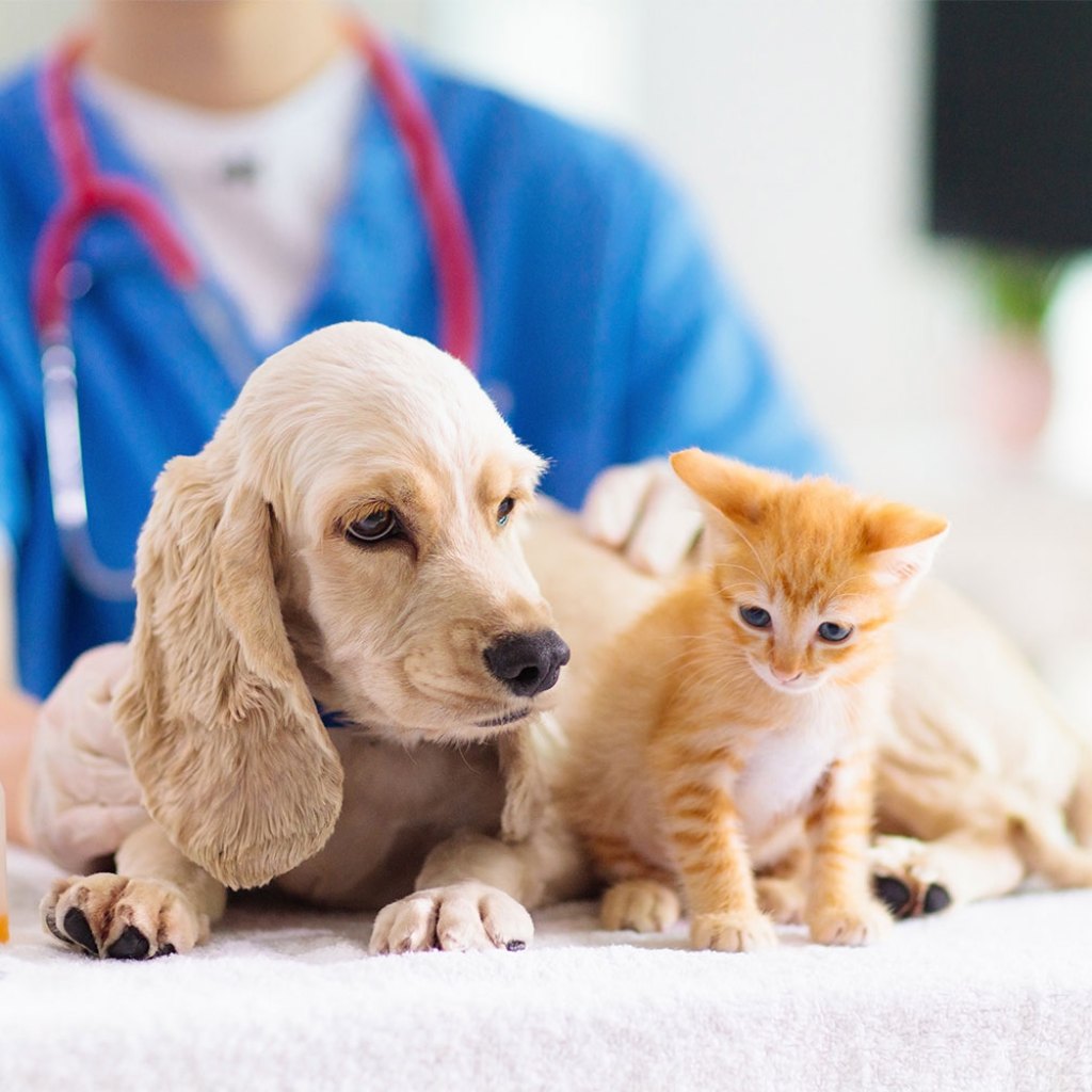 puppy and kitten at vet