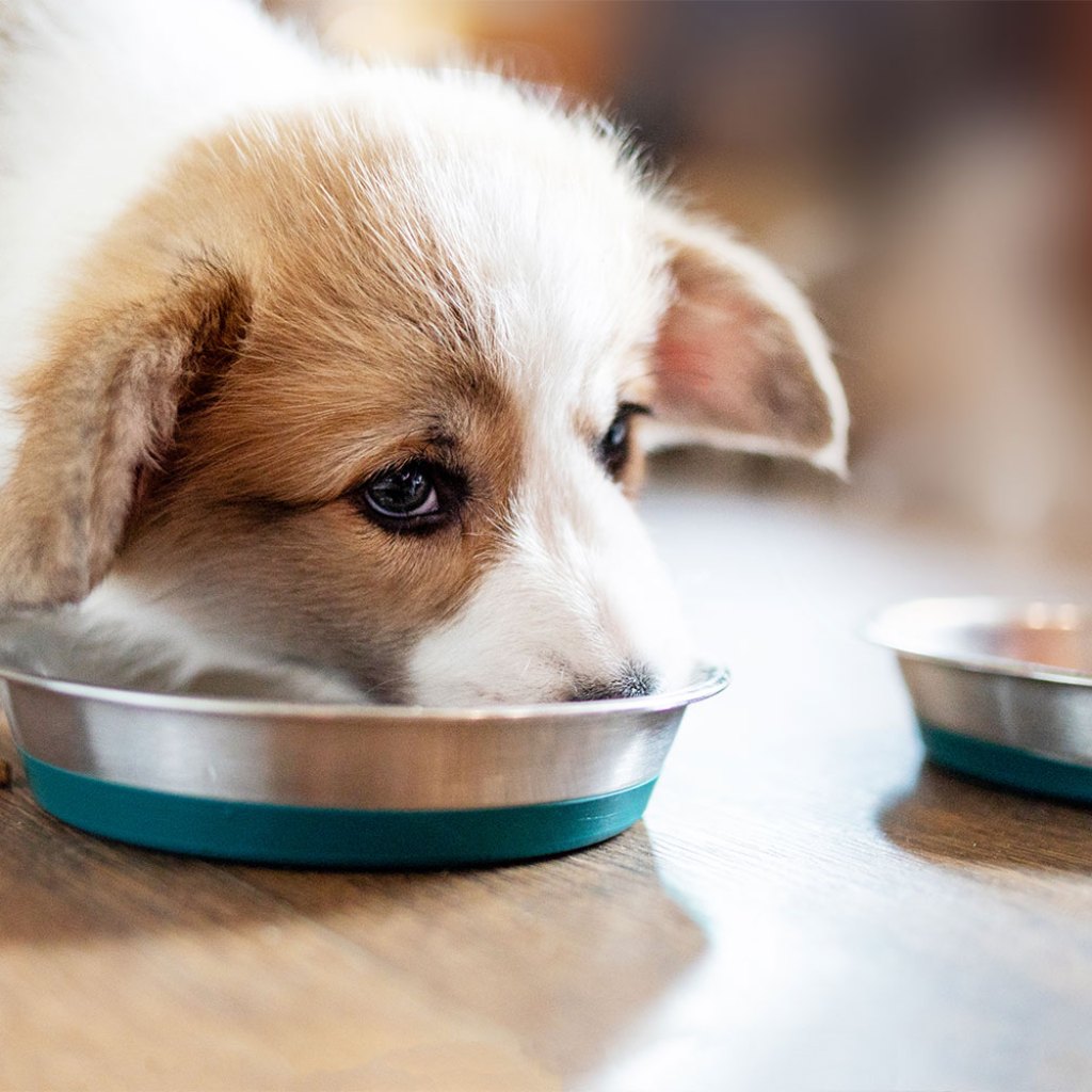 puppy food