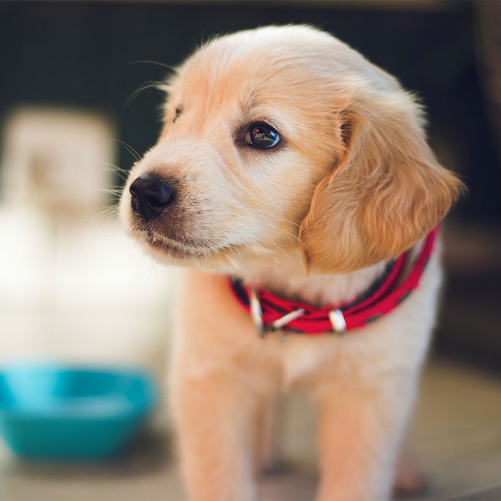 puppy food