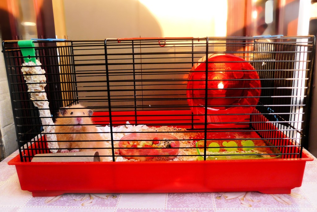 Hamster in a red cage
