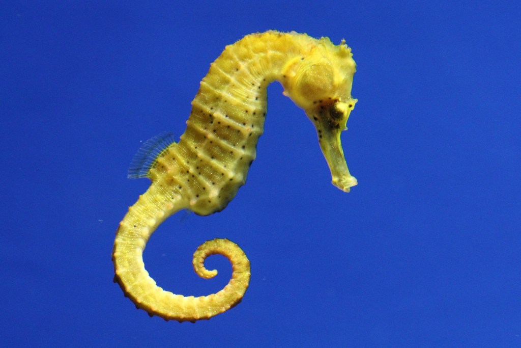 Yellow seahorse in water