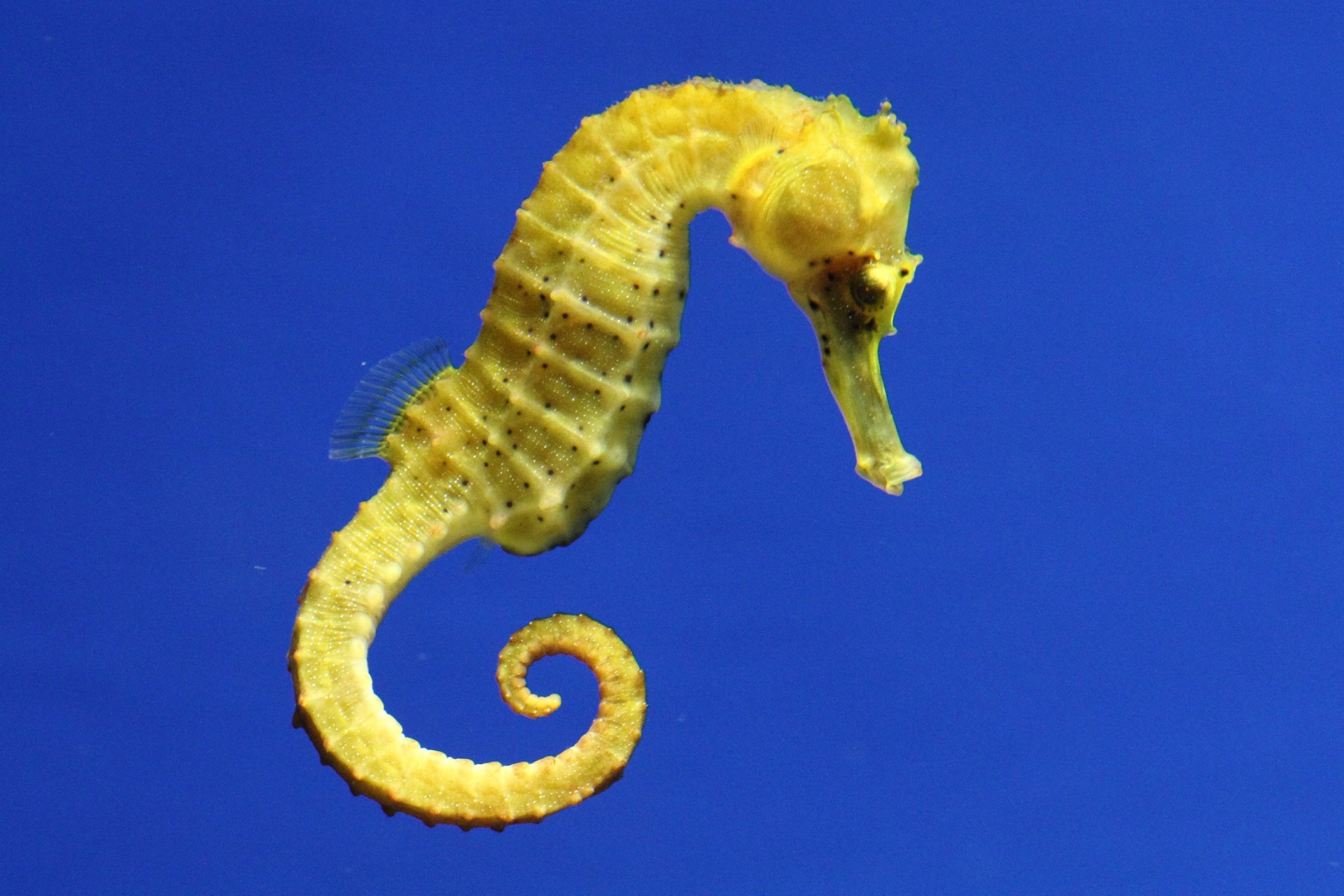Can You Keep A Pet Seahorse In Your Aquarium? | PawTracks