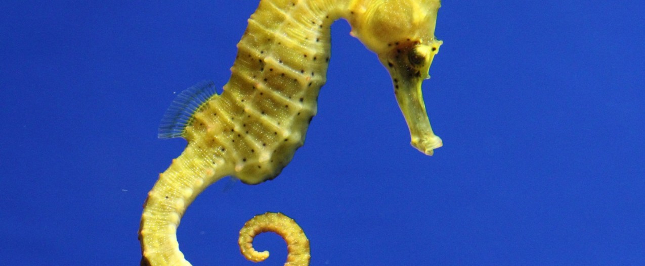 Yellow seahorse in water