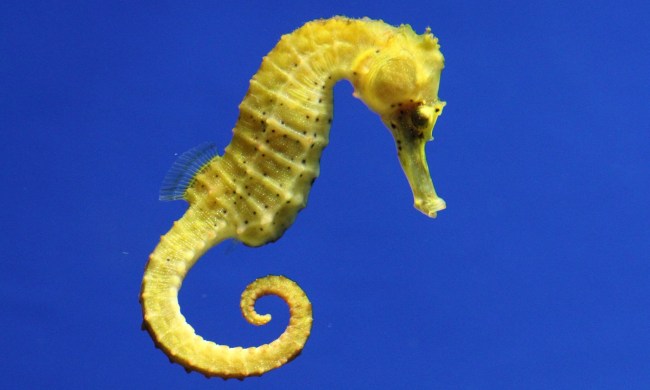 Yellow seahorse in water