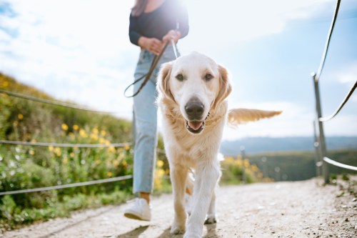Golden retriever walking with owner