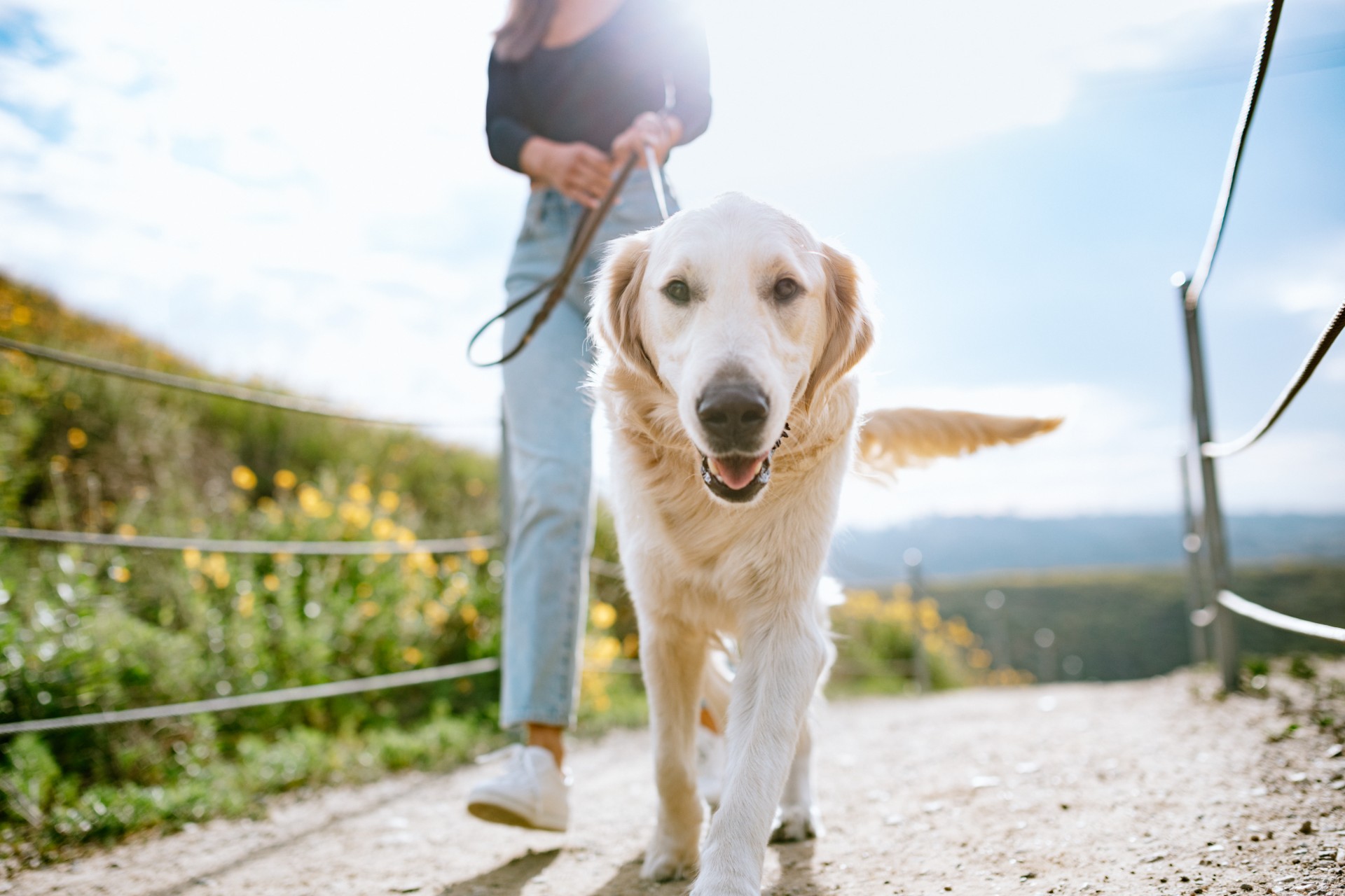 How to LeashTrain a Golden Retriever Puppy PawTracks