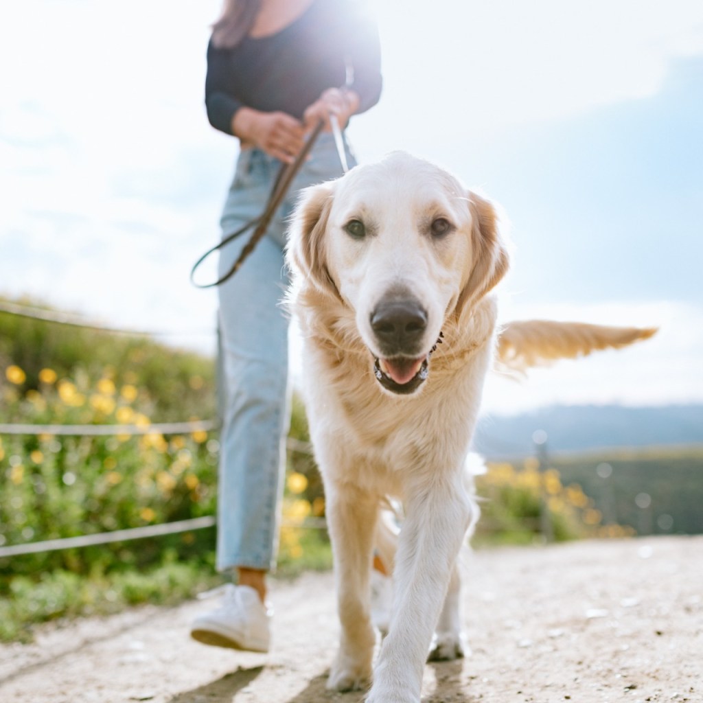 Golden retriever walking with owner