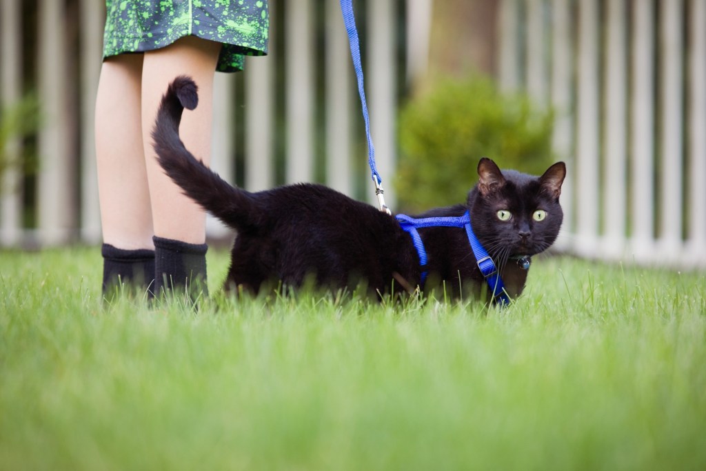Black cat in harness with owner