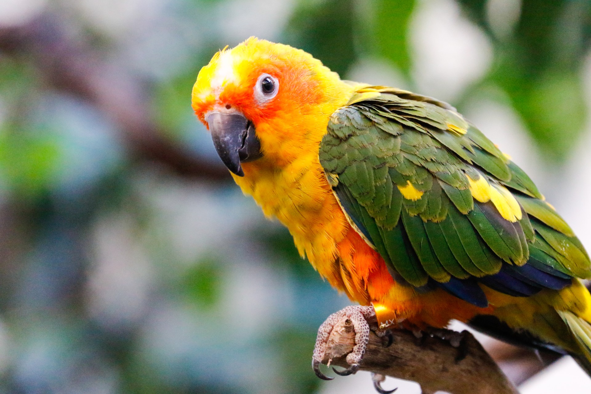 Conure ant šakos