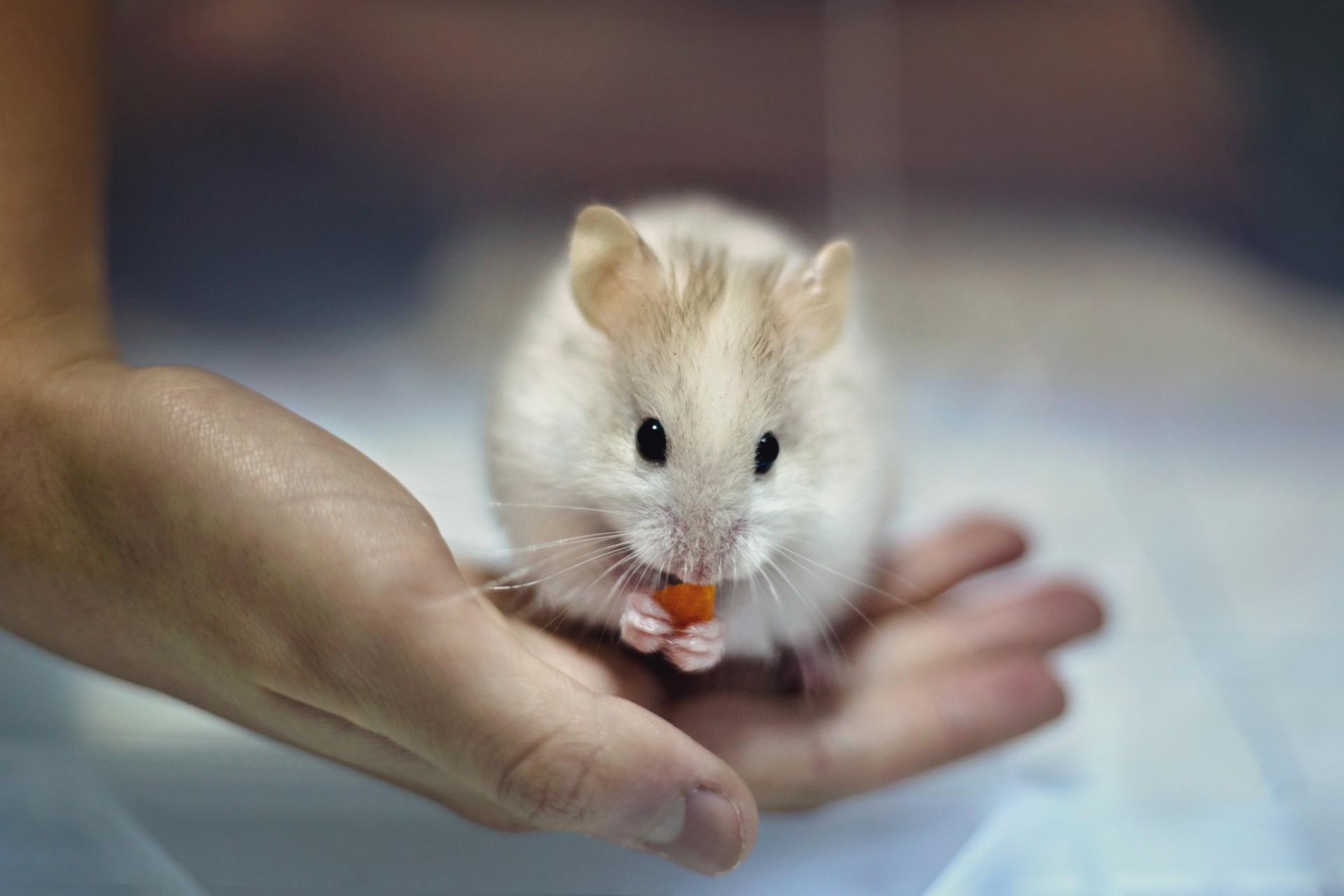 Feed your pet hamster the right kinds of food PawTracks