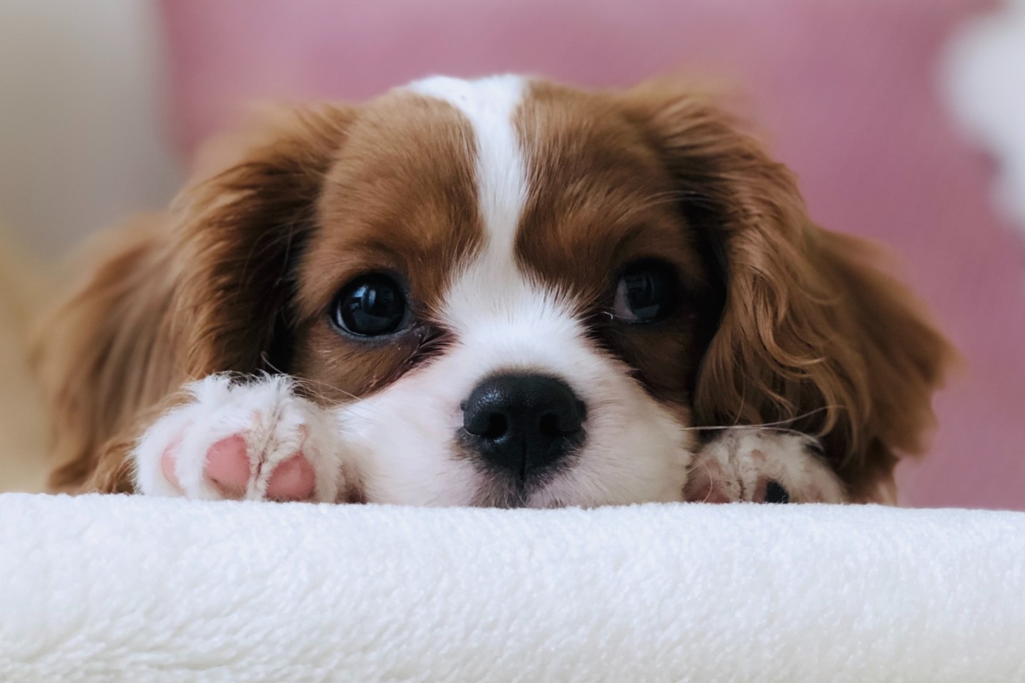 Puppy on rug looking up