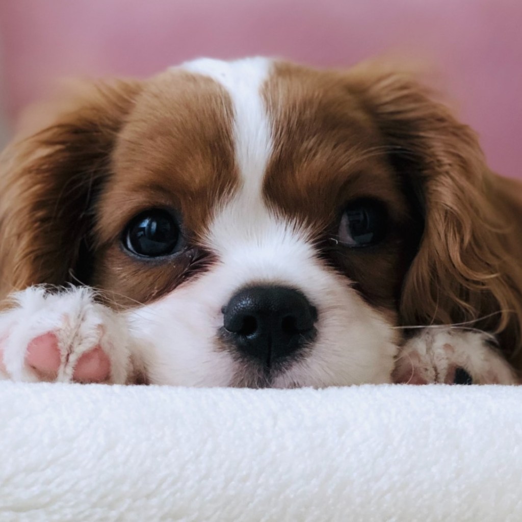 Puppy on rug looking up