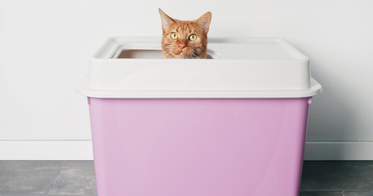 How Often Should You Clean Your Cat's Litter? PawTracks