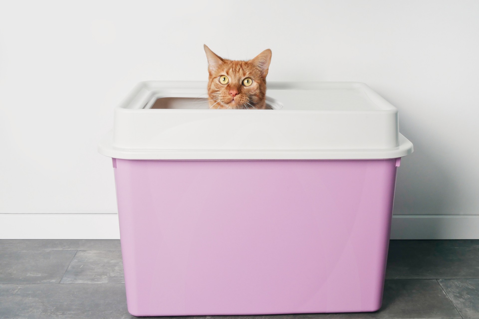 Orange cat in pink litter box