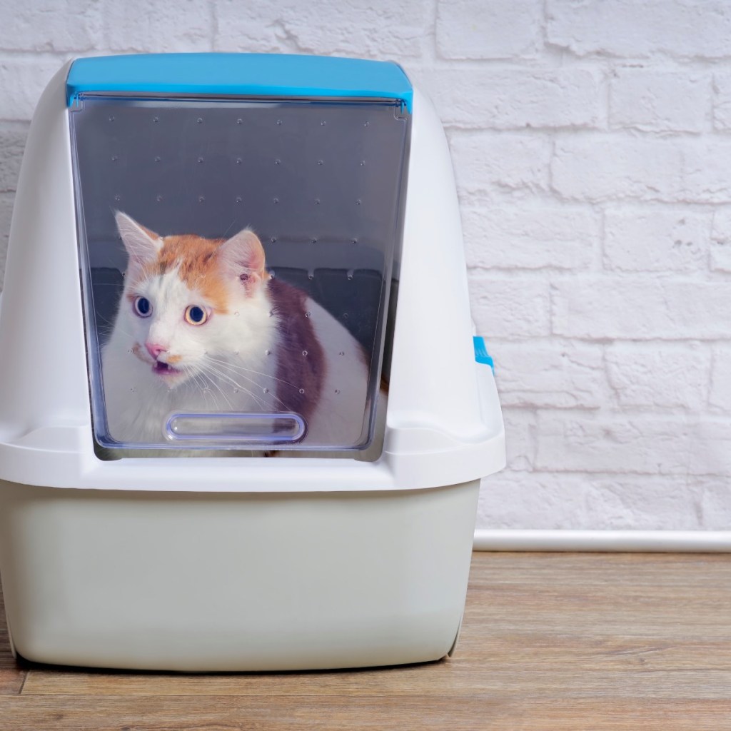 Cat in white litter box