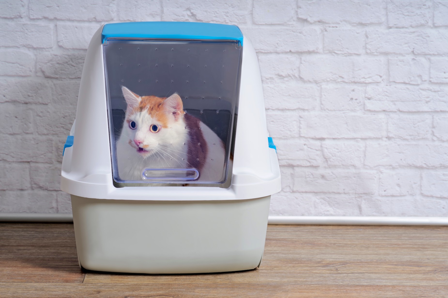 Cat in white litter box