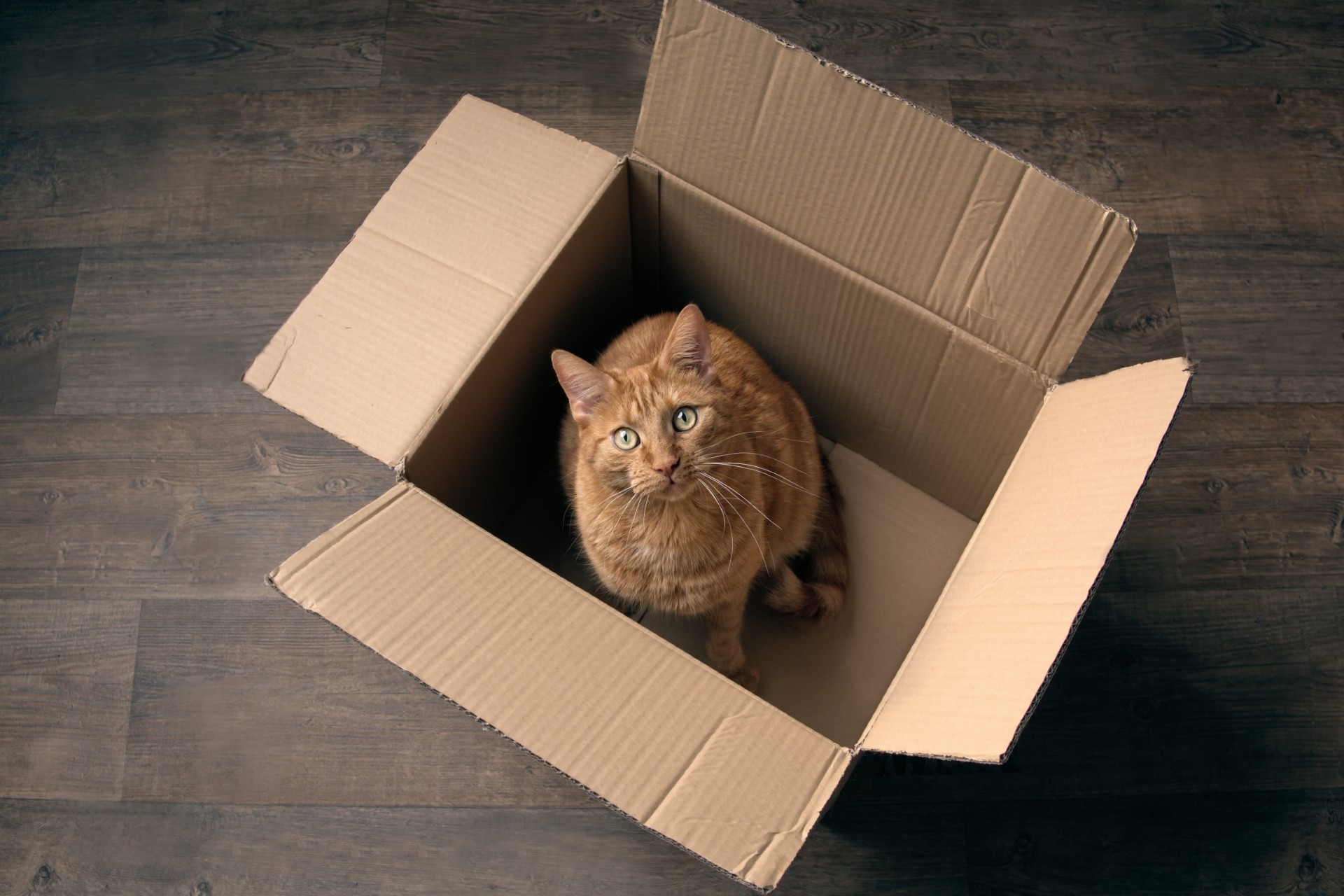 Orange cat in a cardboard box