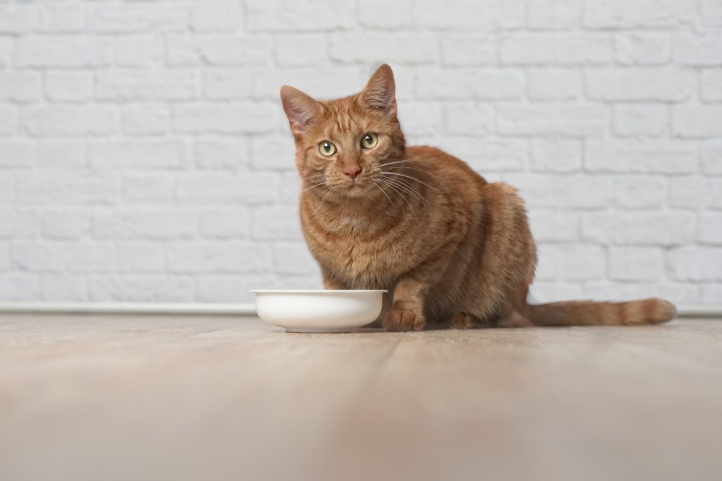 Cat looking up from bowl